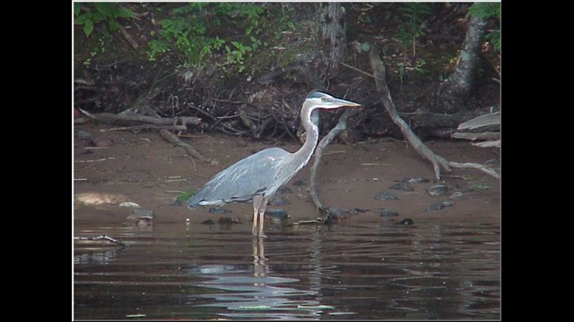 Blue Heron