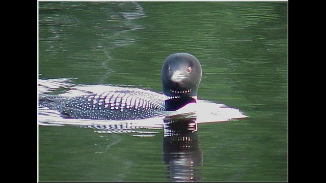 Loon