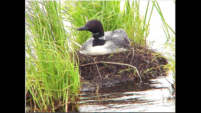 Loon On Her Nest