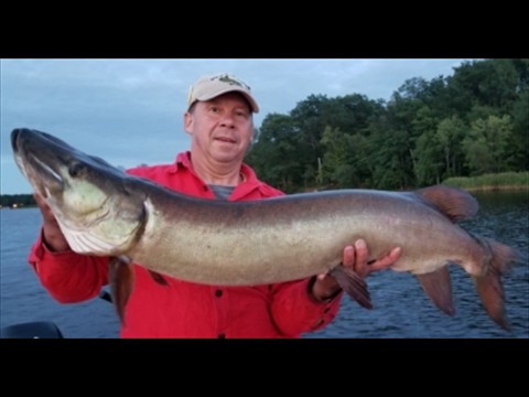big summer musky