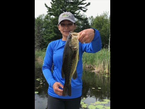 largemouth bass