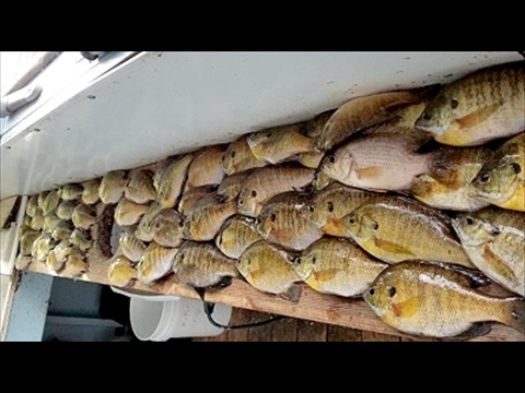 nice mess of panfish